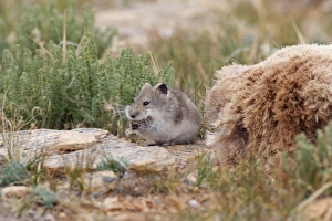 Stoliczka's Mountain Vole - collecting hair from pelt of Argali Stoliczka's Mountain Vole - collecting hair from pelt of Argali