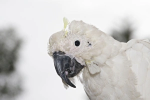 Sulphur-crested Cockatoo - suffering from Psittacine Beak-and-feather Disease Sulphur-crested Cockatoo - suffering from Psittacine Beak-and-feather Disease