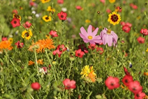 Summer flower mix - colourful summer flower mix of cosmea, scarlet flax Summer flower mix - colourful summer flower mix of cosmea, scarlet flax