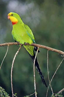 Superb Parrot - male Superb Parrot - male
