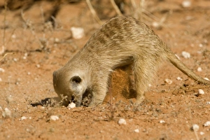 Suricate / Meerkat - Digging for food in the form of grubs and scorpions Suricate / Meerkat - Digging for food in the form of grubs and scorpions
