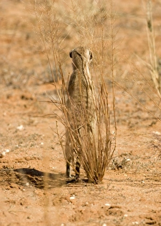 Suricate / Meerkat - Standing guard whilst taking shelter behind a thin shrub Suricate / Meerkat - Standing guard whilst taking shelter behind a thin shrub