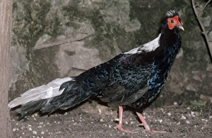 Swinhoe's Pheasant Swinhoe's Pheasant