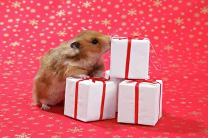 Syrian Hamster with Christmas presents Syrian Hamster with Christmas presents