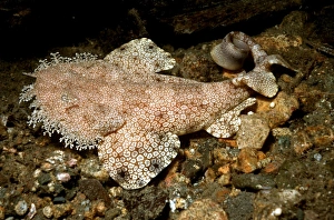 Tasseled Wobbygong Shark - Only found in the tropics this shark like it' Tasseled Wobbygong Shark - Only found in the tropics this shark like it'