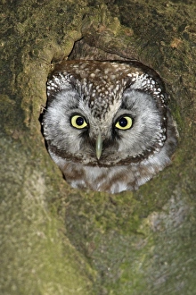 Tengmalm's Owl - at nest entrance Tengmalm's Owl - at nest entrance