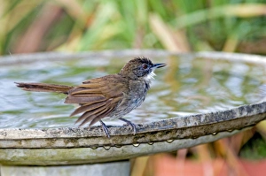 Terrestrial Brownbul - at birdbath - found from south west Cape to Kenya Terrestrial Brownbul - at birdbath - found from south west Cape to Kenya