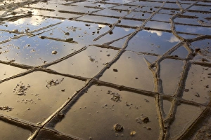 Tessellated Pavement - detail of the magnificent Tesselated Pavement at Eaglehawk Neck Tessellated Pavement - detail of the magnificent Tesselated Pavement at Eaglehawk Neck