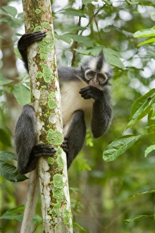 Thomas Leaf Monkey - adult clinging to a tree in a sumatran rainforest Thomas Leaf Monkey - adult clinging to a tree in a sumatran rainforest