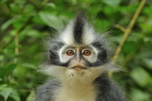 Thomas's Langur / Thomas's Leaf Monkey - portrait Thomas's Langur / Thomas's Leaf Monkey - portrait