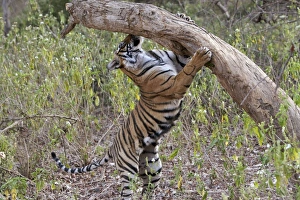 Tiger - cub sniffing tree - NB unsheathed claws - Sniffing scent mark Tiger - cub sniffing tree - NB unsheathed claws - Sniffing scent mark