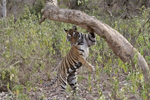 Tiger - Female cub descending after sniffing and scent-marking a tree Tiger - Female cub descending after sniffing and scent-marking a tree