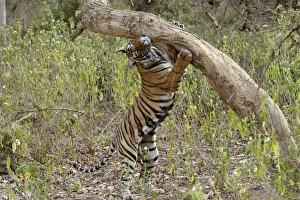 Tiger - Female cub scent-marking rubbing face with extended claws of far paw Tiger - Female cub scent-marking rubbing face with extended claws of far paw