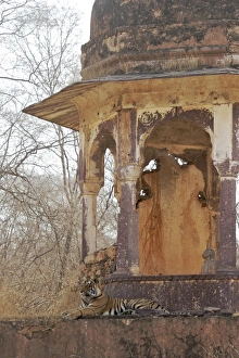 Tigress - large cub lying on chhatri base (elevated, dome-shaped pavilion) Tigress - large cub lying on chhatri base (elevated, dome-shaped pavilion)