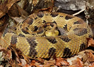 Timber Rattlesnake - by the number of rattles approximately 10 years old Timber Rattlesnake - by the number of rattles approximately 10 years old