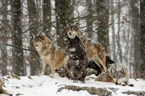 Timber Wolf / Grey Wolf sub species - in winter snow Timber Wolf / Grey Wolf sub species - in winter snow