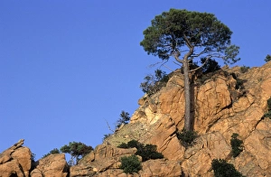 Tree growing out from rocky formation on mountain-side Tree growing out from rocky formation on mountain-side