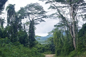 A typical unpaved road surrounded by lush vegetation in Palawan, Philippines A typical unpaved road surrounded by lush vegetation in Palawan, Philippines