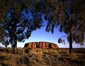 Uluru (Ayers Rock) framed by trees (Desert oaks) (Allocasuarina decaisneana) at sunset Uluru (Ayers Rock) framed by trees (Desert oaks) (Allocasuarina decaisneana) at sunset