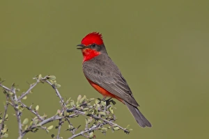 Vermilion Flycatcher - adult male - singing Vermilion Flycatcher - adult male - singing