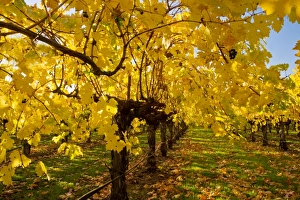 Vineyard - in Autumn colour - Napa Valley vineyards, near St. Helena, California, USA Vineyard - in Autumn colour - Napa Valley vineyards, near St. Helena, California, USA