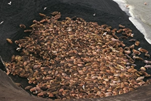 Walrus - bulls hauled out along the Alaska Peninsulas Bering Sea coast. Summer Walrus - bulls hauled out along the Alaska Peninsulas Bering Sea coast. Summer