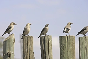 Wattled Starling Wattled Starling