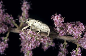 Weevil - on Tamarisk (Tamaricaceae sp.) beetle feeds on tamarisk plant Weevil - on Tamarisk (Tamaricaceae sp.) beetle feeds on tamarisk plant