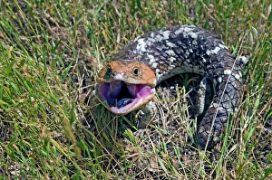 Western Blue Tongue / Shingleback - opening mouth and exposing blue tongue in threat Western Blue Tongue / Shingleback - opening mouth and exposing blue tongue in threat