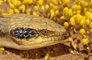 Western blue-tongued Lizard - close up of face Western blue-tongued Lizard - close up of face