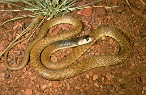 Western brown snake (Gwardar) - juvenile Western brown snake (Gwardar) - juvenile