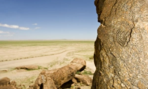 Western Keeled Snake - lying against a near vertical rock face with the desert in the Western Keeled Snake - lying against a near vertical rock face with the desert in the