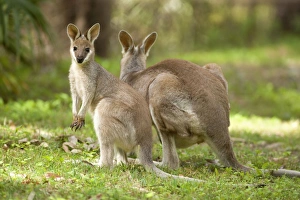 Whiptail Wallaby - adult female with already weaned young grazing on a grassy opening in Whiptail Wallaby - adult female with already weaned young grazing on a grassy opening in