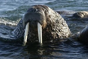 Whiskered / Atlantic Walrus - head out of water Whiskered / Atlantic Walrus - head out of water