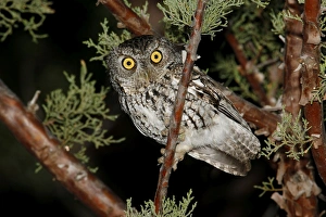Whiskered Screech Owl Whiskered Screech Owl