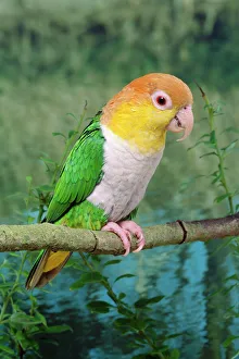 White-bellied Caique White-bellied Caique