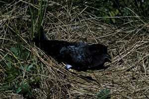 White bellied storm Petrel on nest White bellied storm Petrel on nest