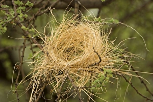 White Browed Sparrow Weaver Nest - Half completed 'false' / decoy nest White Browed Sparrow Weaver Nest - Half completed 'false' / decoy nest