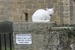 White Cat - sitting on churchyard wall White Cat - sitting on churchyard wall