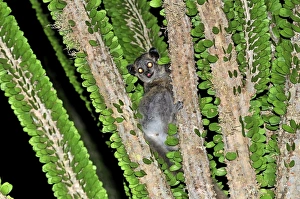 White-footed Sportive Lemur - on Alluaudia spiny plant White-footed Sportive Lemur - on Alluaudia spiny plant