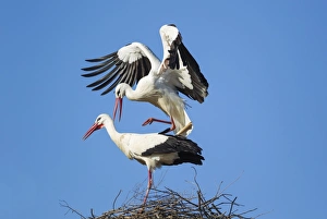White Stork mating pair on their nest Do& xf1;ana Nat White Stork mating pair on their nest Do& xf1;ana Nat