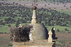 White Stork - Nesting on Church Bell Tower White Stork - Nesting on Church Bell Tower