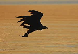 White-tailed Eagle - in flight above water - with fish prey - at sunset White-tailed Eagle - in flight above water - with fish prey - at sunset