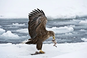 White-tailed Sea Eagle - on sea ice with fish in bill - wings raised White-tailed Sea Eagle - on sea ice with fish in bill - wings raised