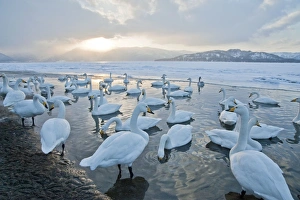 Whooper Swan - group at edge of frozen lake - low sun over mountains beyond Whooper Swan - group at edge of frozen lake - low sun over mountains beyond