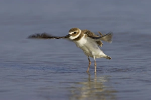Wilson's Plover - wing flapping after washing Wilson's Plover - wing flapping after washing