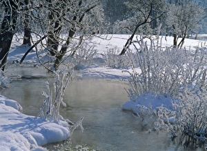 Winter scenery - steaming brook flanked by frost-covered trees and shrubbery Winter scenery - steaming brook flanked by frost-covered trees and shrubbery