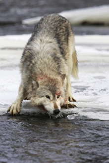Wolf / Gray Wolf / Timber Wolf - drinking from river Wolf / Gray Wolf / Timber Wolf - drinking from river
