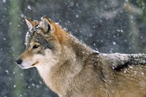 WOLF - in the snow WOLF - in the snow