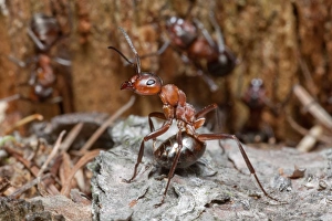 Wood Ant - soldier ant in the defence position ready to spray formic acid from lower Wood Ant - soldier ant in the defence position ready to spray formic acid from lower